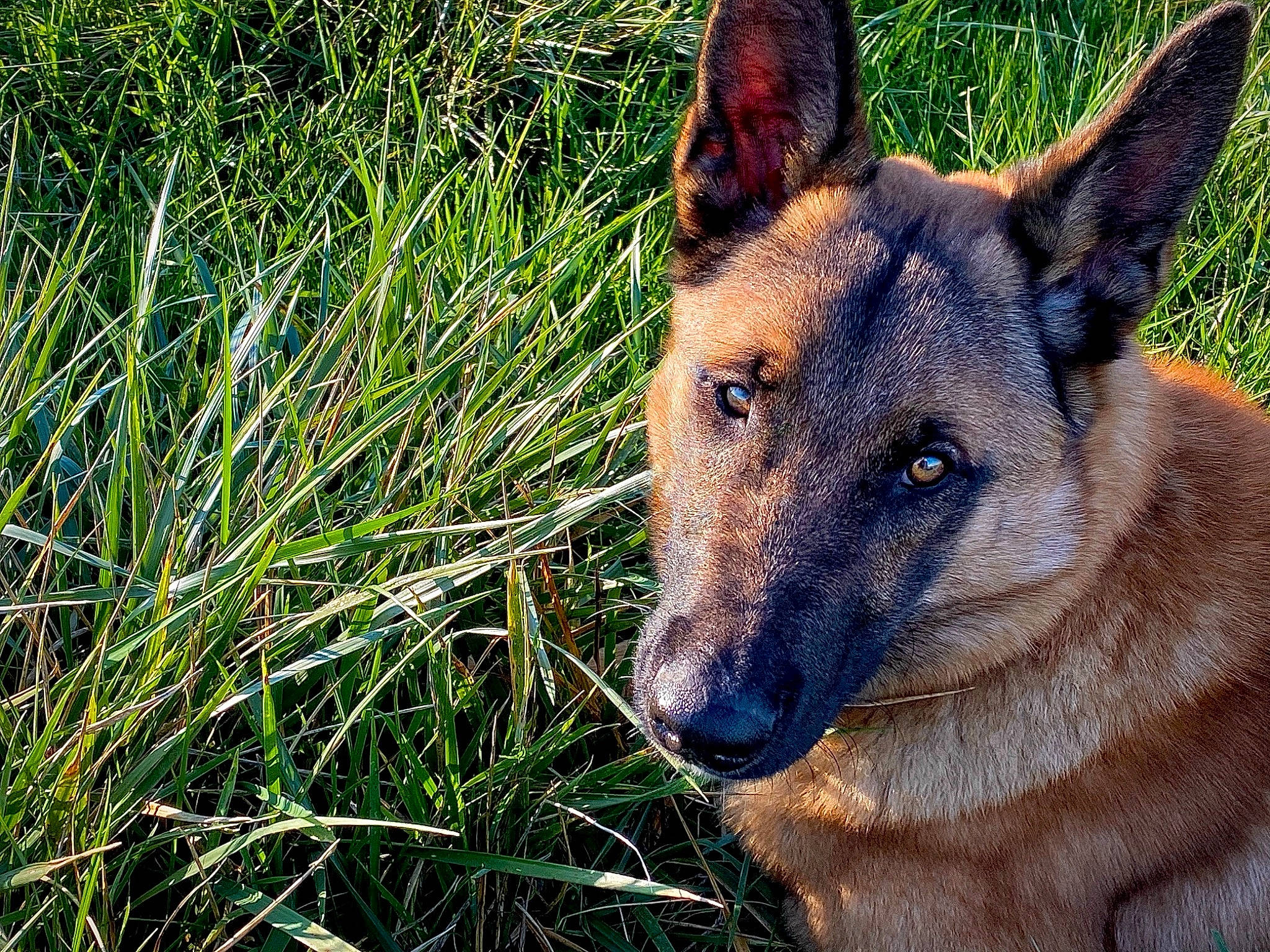 Togo participe au concours pour gagner de l'argent avec cette photo : belgian_shepherd, belgian_shepherd_malinois, canidae, carnivore, dog, dog_breed, east_european_shepherd, fawn, german_shepherd_dog, grass, king_shepherd, kunming_wolfdog, mammal, old_german_shepherd_dog, plant, police_dog, shiloh_shepherd_dog, snout, vertebrate, wildlife
