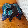 Max a rejoint le concours — aidez-le/la à gagner de superbes lots ! dog, black_dog, red_collar, blanket, wooden_floor, indoor, sleeping, resting, corner, orange_wall, white_wall, pet, animal, floor, calm, cozy, home, relaxation, domestic, quiet