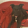 Max participe au concours pour gagner de l'argent avec cette photo : dog, black_dog, pet, animal, indoor, red_bed, blanket, floor_tiles, treat, tongue_out, ears_up, looking_at_camera, cozy, resting, cute, companion, playful, canine, home, happy