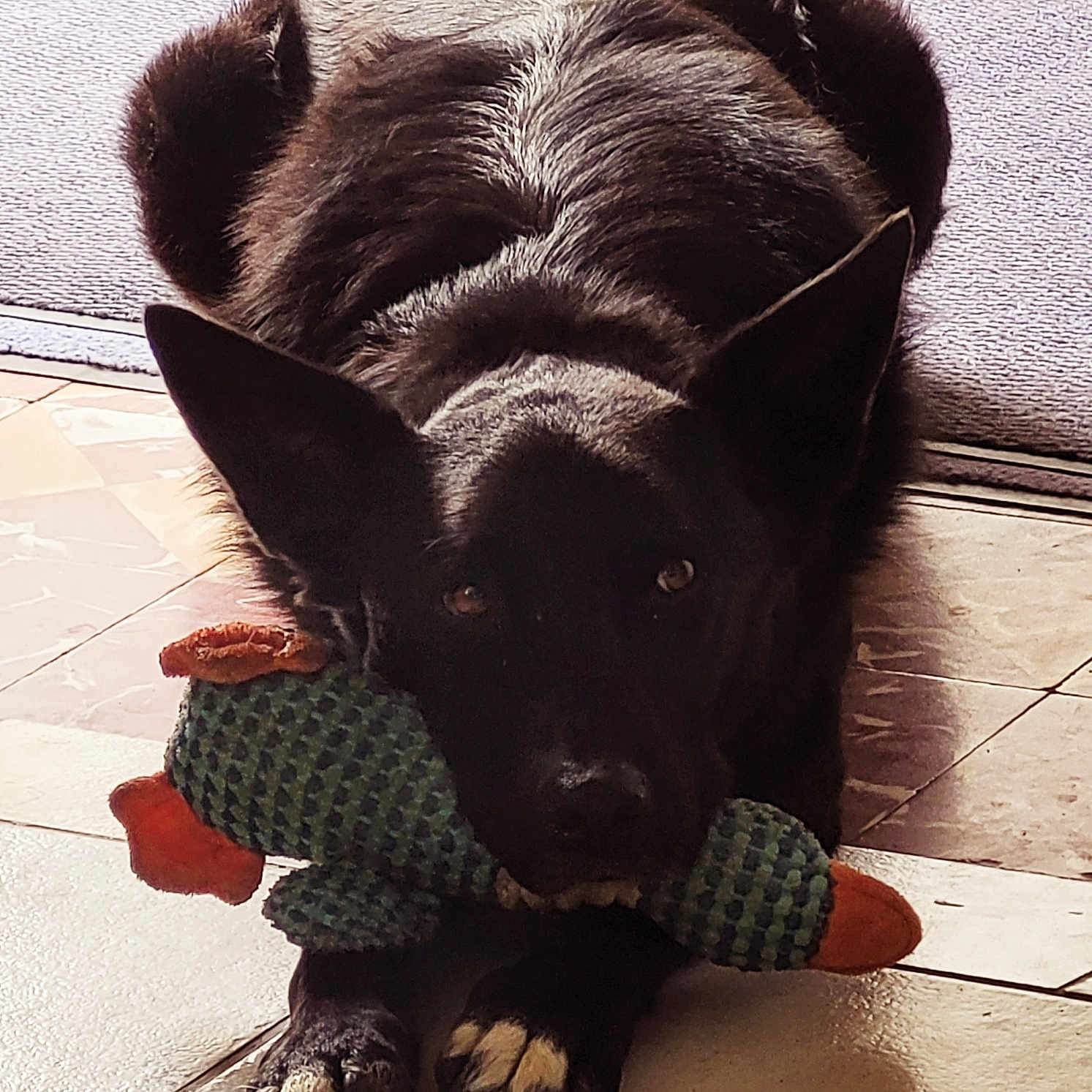 Max participe au concours pour gagner de l'argent avec cette photo : animal, black_dog, canine, close_up, companion, dog, domestic_animal, ears_up, floor, front_paws, household, indoor, looking_at_camera, lying_down, pet, playful, plush_toy, resting, tile_floor, toy