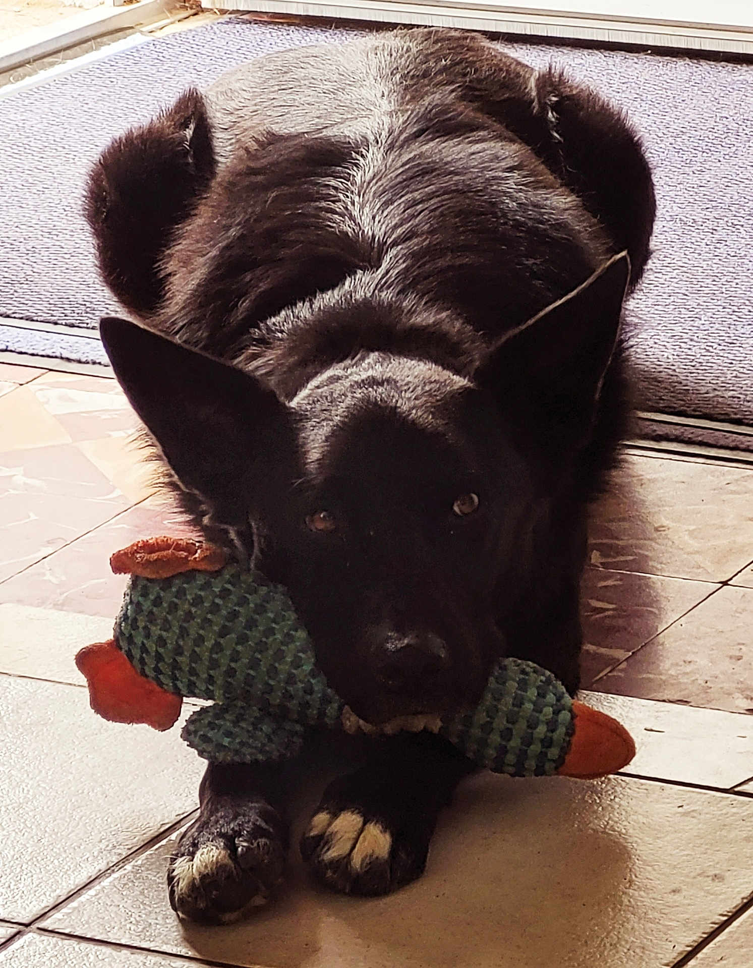 Max participe au concours pour gagner de l'argent avec cette photo : dog, black_dog, toy, plush_toy, indoor, floor, tile_floor, ears_up, pet, animal, lying_down, looking_at_camera, front_paws, canine, domestic_animal, playful, resting, close_up, companion, household