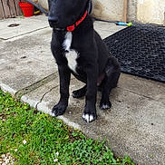 Max participe au concours pour gagner de l'argent avec cette photo : puppy, dog, black_dog, red_collar, outdoor, grass, concrete, garden, pet, young_dog, curious, sitting, sidewalk, plants, nature, animal, canine, ears_up, white_paws, backyard