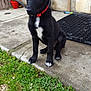 puppy, dog, black_dog, red_collar, outdoor, grass, concrete, garden, pet, young_dog, curious, sitting, sidewalk, plants, nature, animal, canine, ears_up, white_paws, backyard