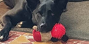 Max participe au concours pour gagner de l'argent avec cette photo : dog, black_dog, toy, red_toy, indoor, floor, tile_floor, patterned_floor, carpet, wooden_panel, pet, animal, laying_down, resting, looking, ears, nose, paws, calm, closeup