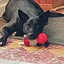 dog, black_dog, toy, red_toy, indoor, floor, tile_floor, patterned_floor, carpet, wooden_panel, pet, animal, laying_down, resting, looking, ears, nose, paws, calm, closeup
