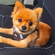 Luly participe au concours pour gagner de l'argent avec cette photo : dog, pomeranian, pet, animal, cute, fluffy, brown_fur, harness, chair, indoor, cushion, close_up, portrait, small_dog, canine, companion, domestic_animal, furry, looking_at_camera, relaxed
