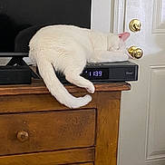 Little Boy joined the competition — help win amazing prizes! cozy, digital_clock, door, door_knobs, electronics, feline, fios, fur, household, indoor, living_room, peaceful, pet, quiet, resting, sleeping_cat, tail, time_display, white_cat, wooden_dresser