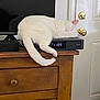 cozy, digital_clock, door, door_knobs, electronics, feline, fios, fur, household, indoor, living_room, peaceful, pet, quiet, resting, sleeping_cat, tail, time_display, white_cat, wooden_dresser