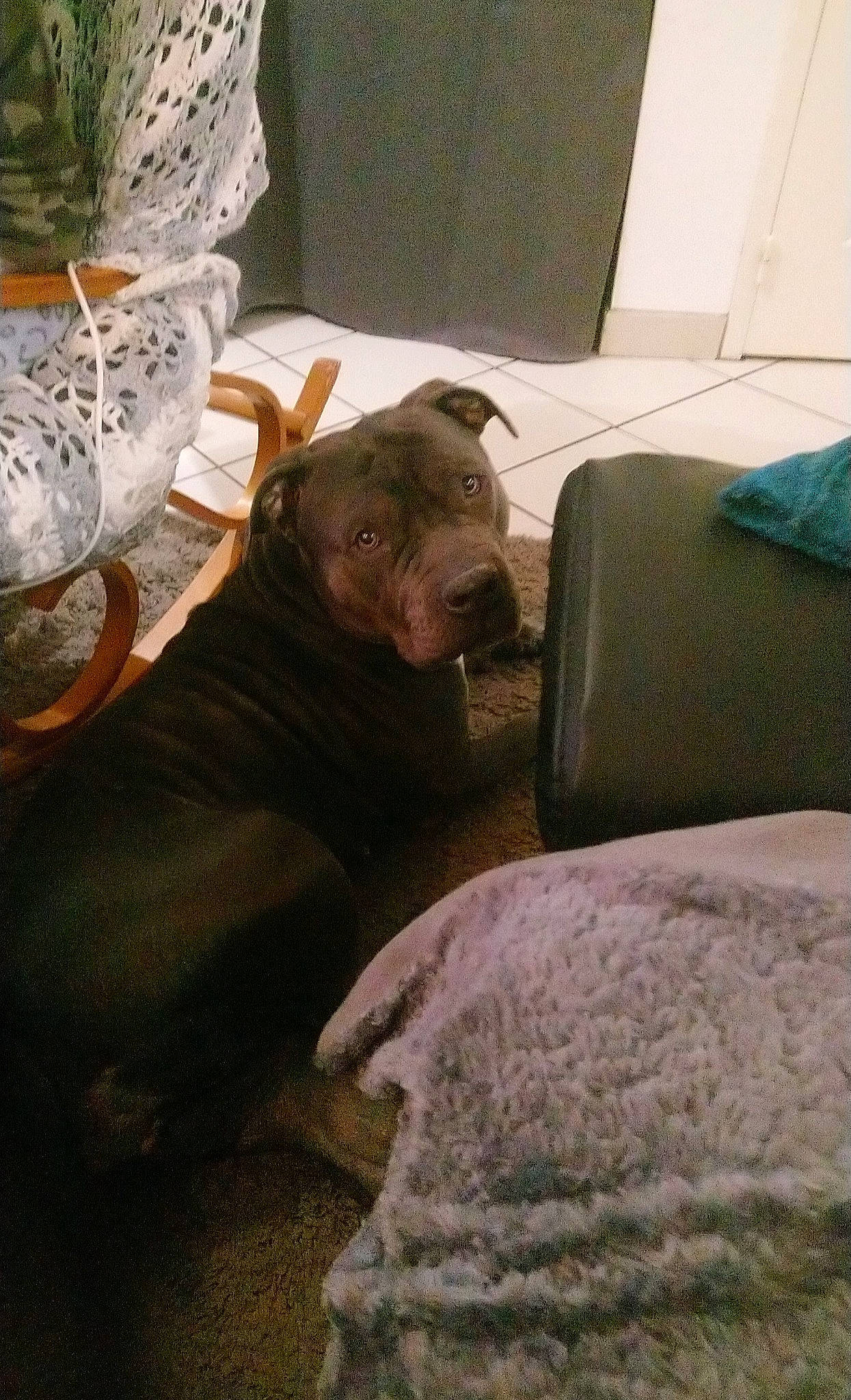 Pepper participe au concours pour gagner de l'argent avec cette photo : art, carnivore, comfort, companion_dog, couch, dog, dog_breed, fawn, flooring, grey, linens, liver, living_room, mammal, snout, terrestrial_animal, vertebrate, whiskers, wood, working_animal