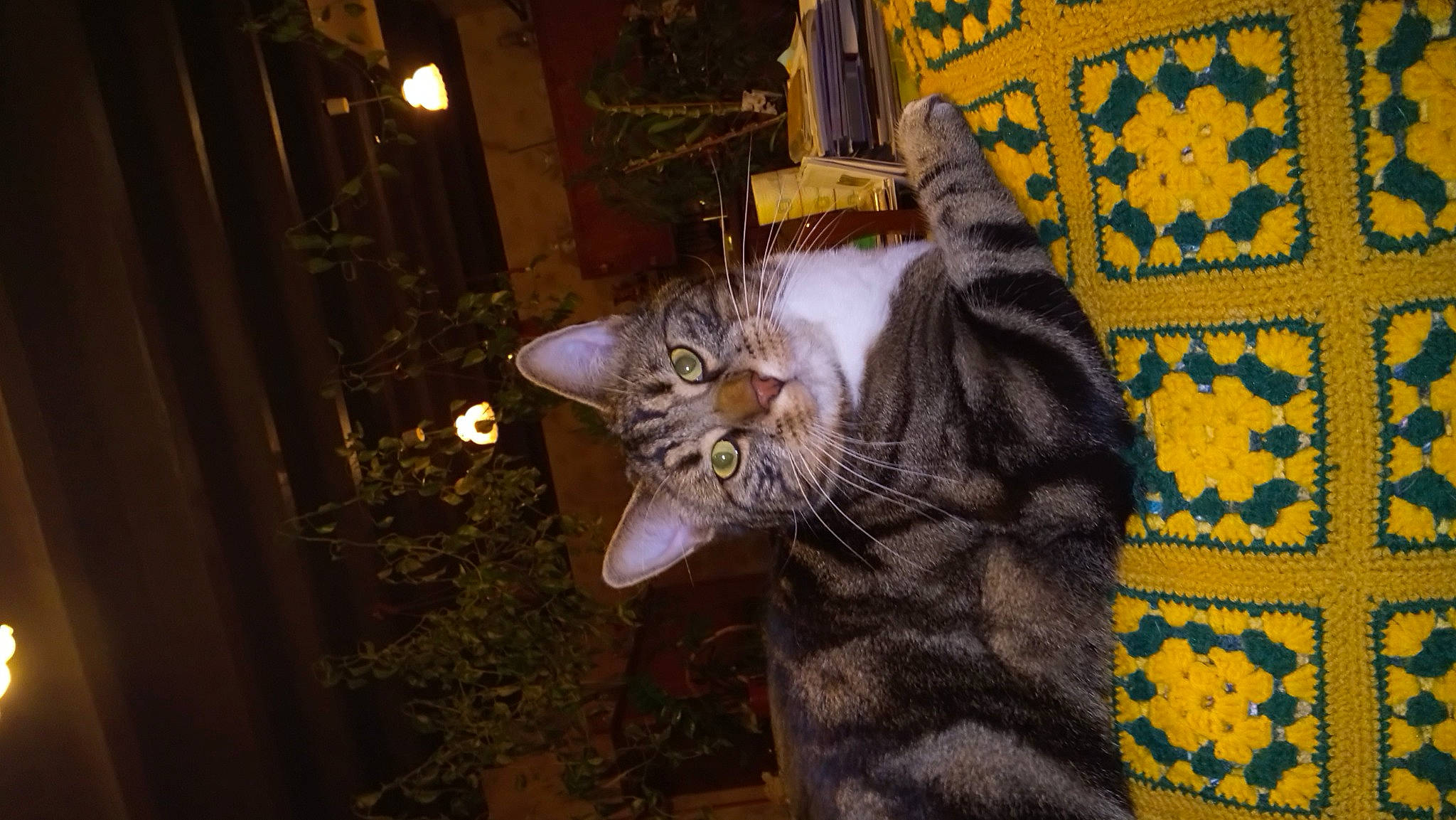 Obama participe au concours pour gagner de l'argent avec cette photo : carnivore, cat, claw, comfort, darkness, domestic_short_haired_cat, event, fawn, felidae, fur, grass, paw, plant, sitting, small_to_medium_sized_cats, snout, tail, terrestrial_animal, whiskers, woven_fabric