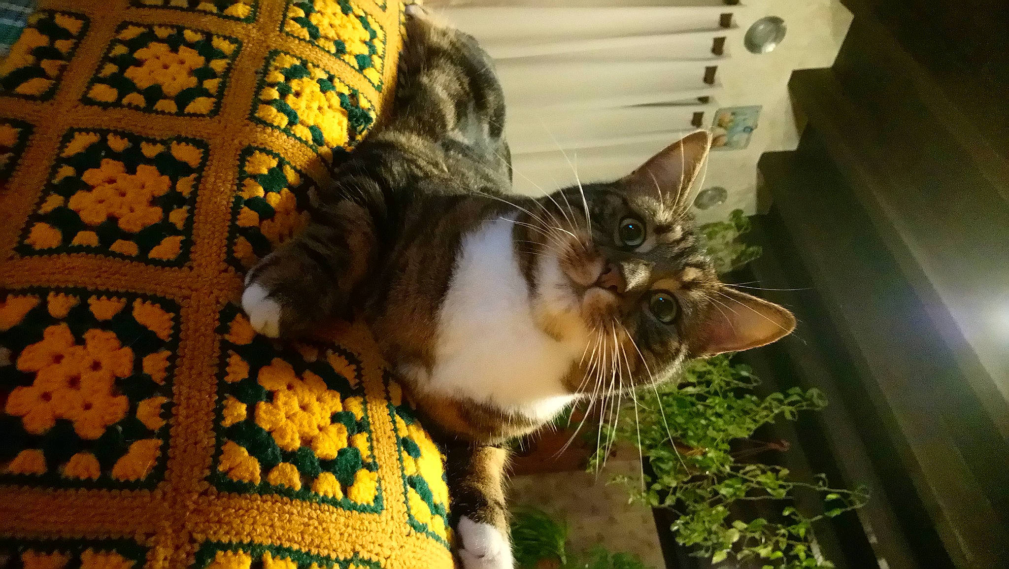 Obama a rejoint le concours — aidez-le/la à gagner de superbes lots ! carnivore, cat, comfort, domestic_short_haired_cat, fawn, felidae, fur, grass, houseplant, pattern, plant, small_to_medium_sized_cats, snout, tail, terrestrial_animal, tree, whiskers, window, wood, woven_fabric