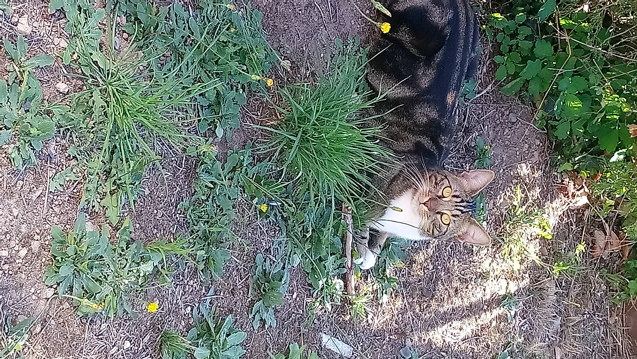 Obama participe au concours pour gagner de l'argent avec cette photo : annual_plant, carnivore, cat, felidae, fur, grass, groundcover, herb, herbaceous_plant, organism, plant, shadow, shrub, small_to_medium_sized_cats, soil, subshrub, tail, terrestrial_animal, terrestrial_plant, vertebrate