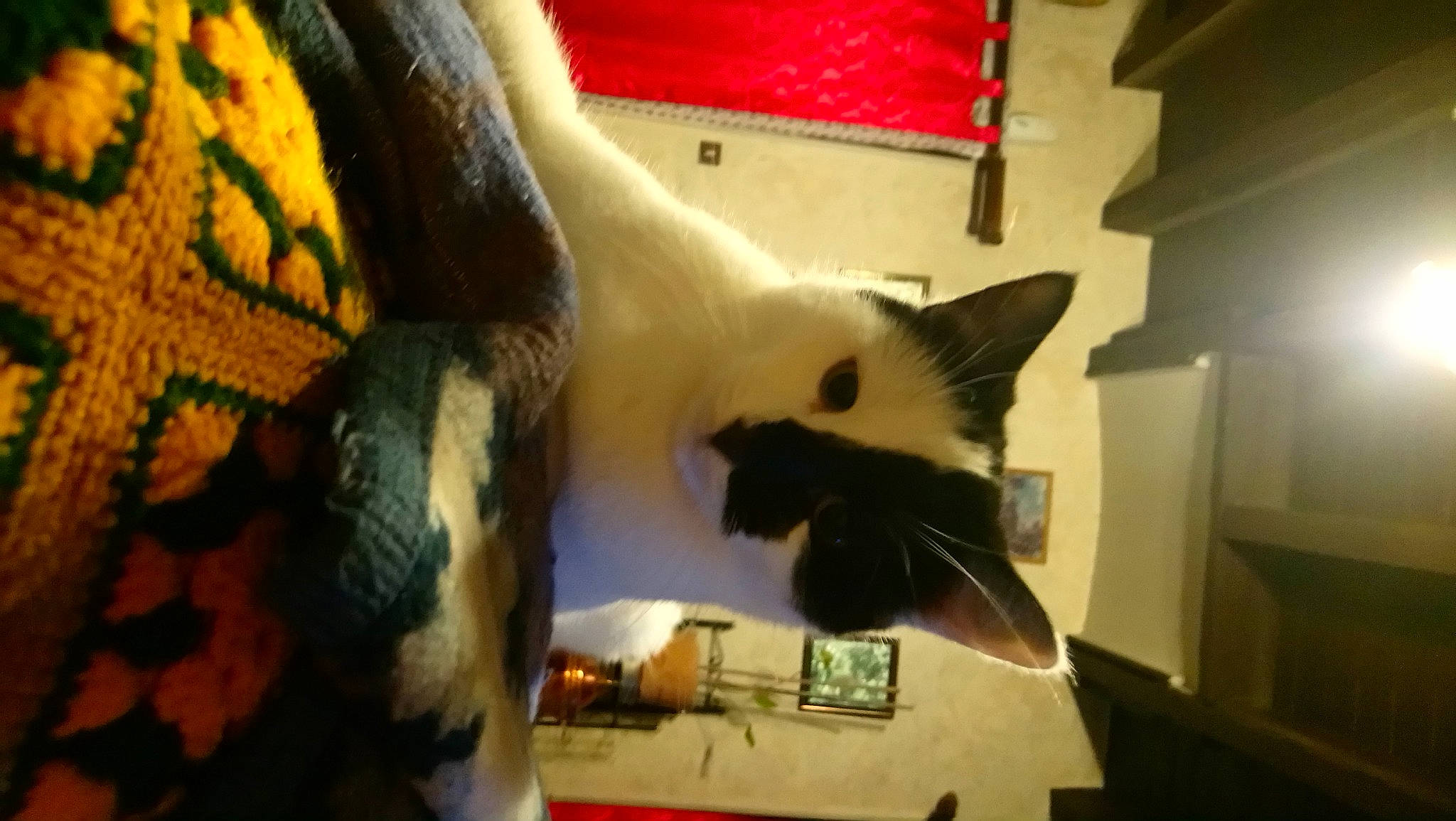 Oggy a rejoint le concours — aidez-le/la à gagner de superbes lots ! carnivore, cat, domestic_short_haired_cat, fang, fawn, felidae, fur, paw, small_to_medium_sized_cats, snout, tail, whiskers