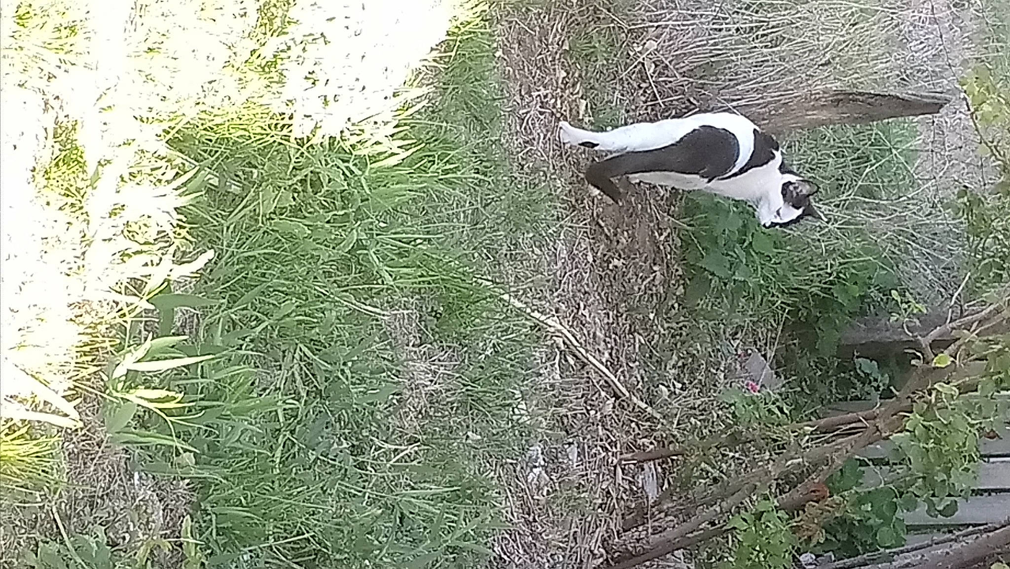 Oggy a rejoint le concours — aidez-le/la à gagner de superbes lots ! beak, freezing, grass, groundcover, people_in_nature, plant, seabird, shadow, shrub, sitting, soil, tail, tree, water_bird, wildlife, wing