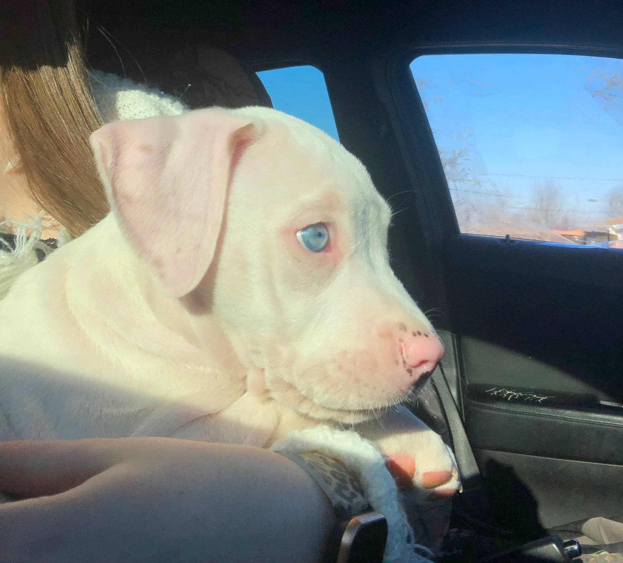 Lola is registered to the contest to win money with this photo: auto_part, automotive_lighting, automotive_mirror, car, carnivore, companion_dog, dog, dog_breed, eye, fawn, human_body, selfie, sky, snout, sporting_group, vehicle, vehicle_door, whiskers, window, working_animal