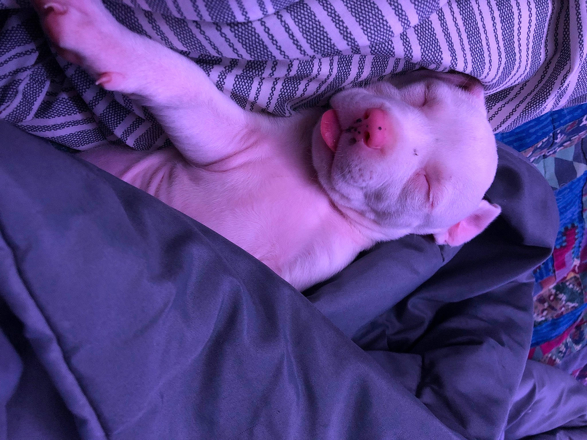 Lola is registered to the contest to win money with this photo: baby, baby_toddler_clothing, comfort, dress, eye, finger, glasses, hand, headgear, human_body, lip, magenta, mouth, pink, purple, skin, sleeve, textile, toddler, violet