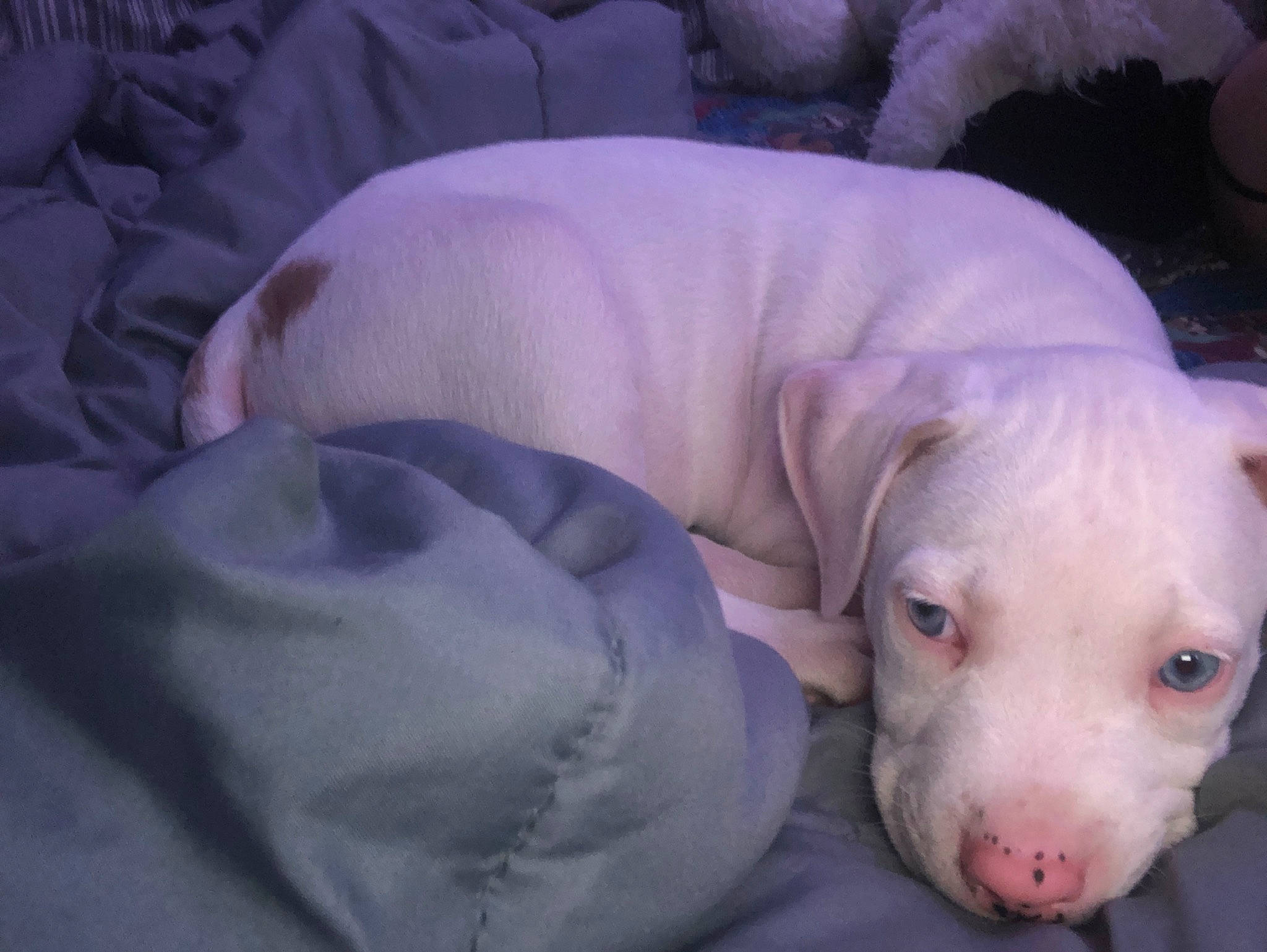 Lola is registered to the contest to win money with this photo: canidae, carnivore, comfort, companion_dog, dog, dog_breed, dog_supply, dogo_argentino, dogo_guatemalteco, fawn, jaw, nap, non_sporting_group, puppy, snout, sporting_group, tail, terrestrial_animal, whiskers, white