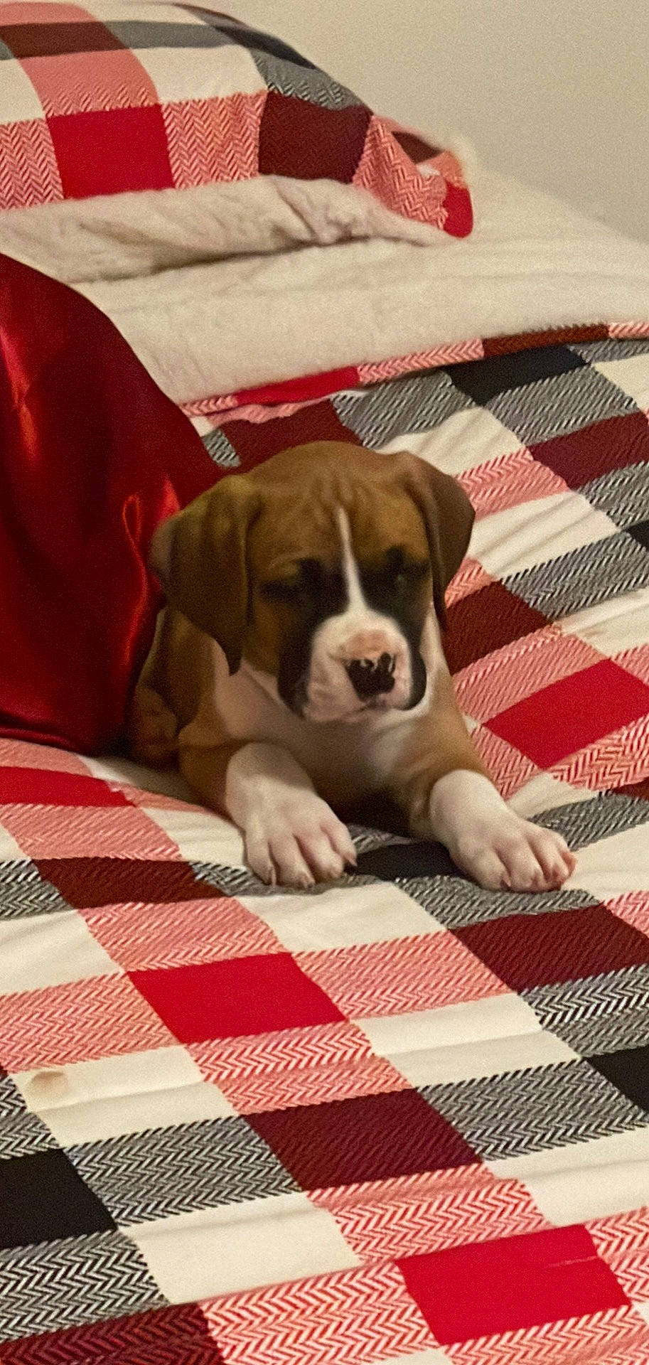 Mac joined the competition — help win amazing prizes! carnivore, comfort, companion_dog, dog, dog_breed, dog_supply, fawn, flooring, hardwood, linens, liver, pattern, paw, pet_supply, plaid, sporting_group, terrestrial_animal, textile, wood, working_animal