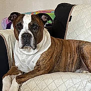 Diesel joined the competition — help win amazing prizes! dog, brindle, pet, canine, couch, quilted, furniture, indoor, home, relaxed, portrait, animal, looking, ears, face, paw, resting, brown, white, comfortable