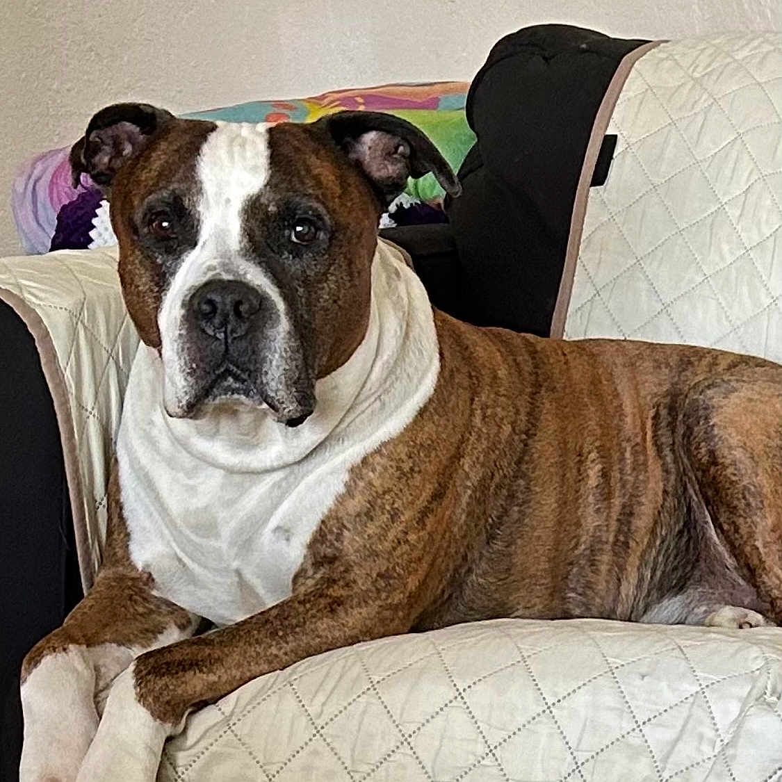Diesel joined the competition — help win amazing prizes! animal, brindle, brown, canine, comfortable, couch, dog, ears, face, furniture, home, indoor, looking, paw, pet, portrait, quilted, relaxed, resting, white