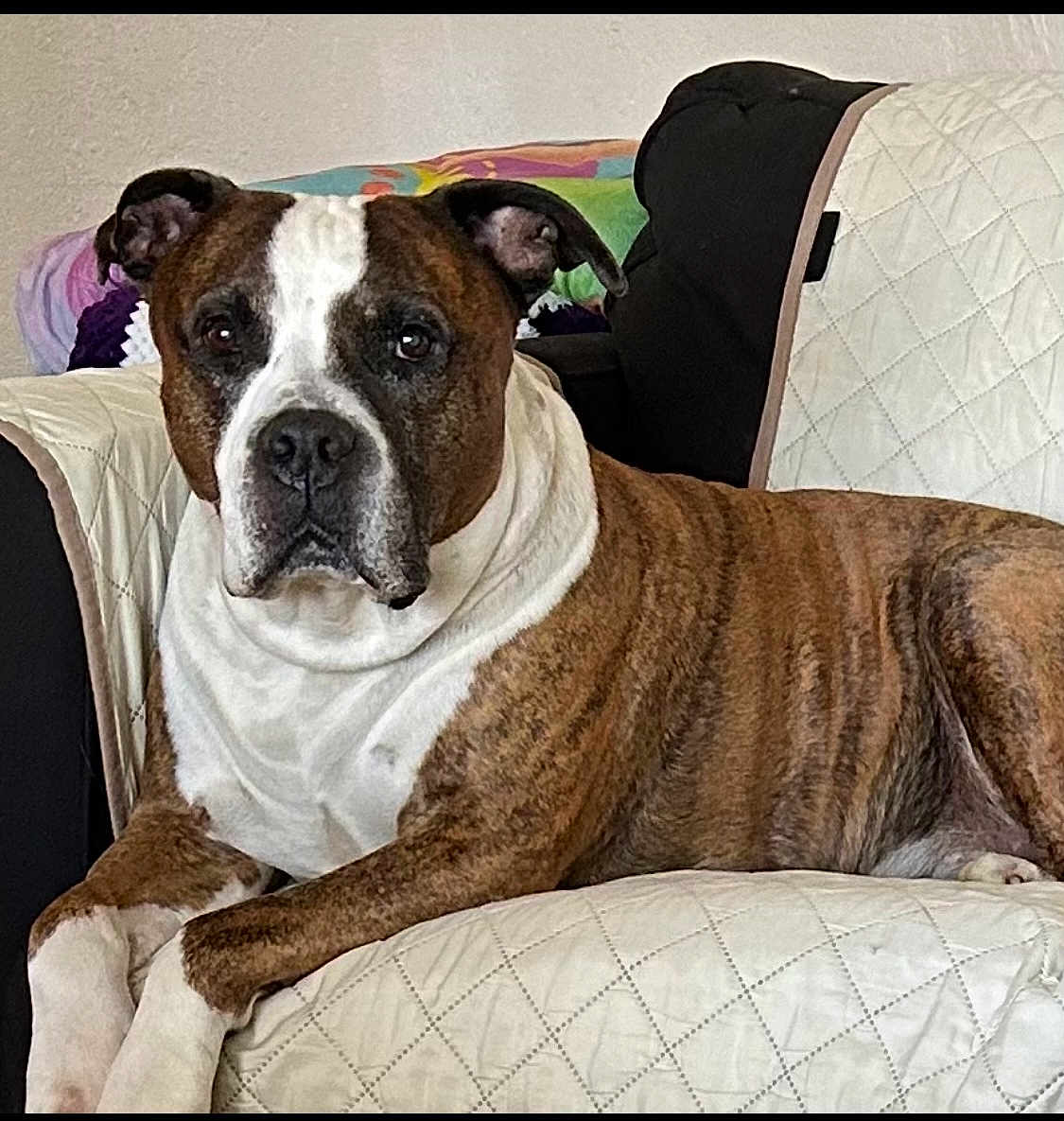 Diesel joined the competition — help win amazing prizes! dog, brindle, pet, canine, couch, quilted, furniture, indoor, home, relaxed, portrait, animal, looking, ears, face, paw, resting, brown, white, comfortable