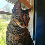Michelle is registered to the contest to win money with this photo: animal, blurred_background, cat, closeup, curtains, domestic_cat, ears, eyes, feline, home, indoor, natural_light, pet, side_profile, sitting, striped_fur, sunlight, tabby, whiskers, window