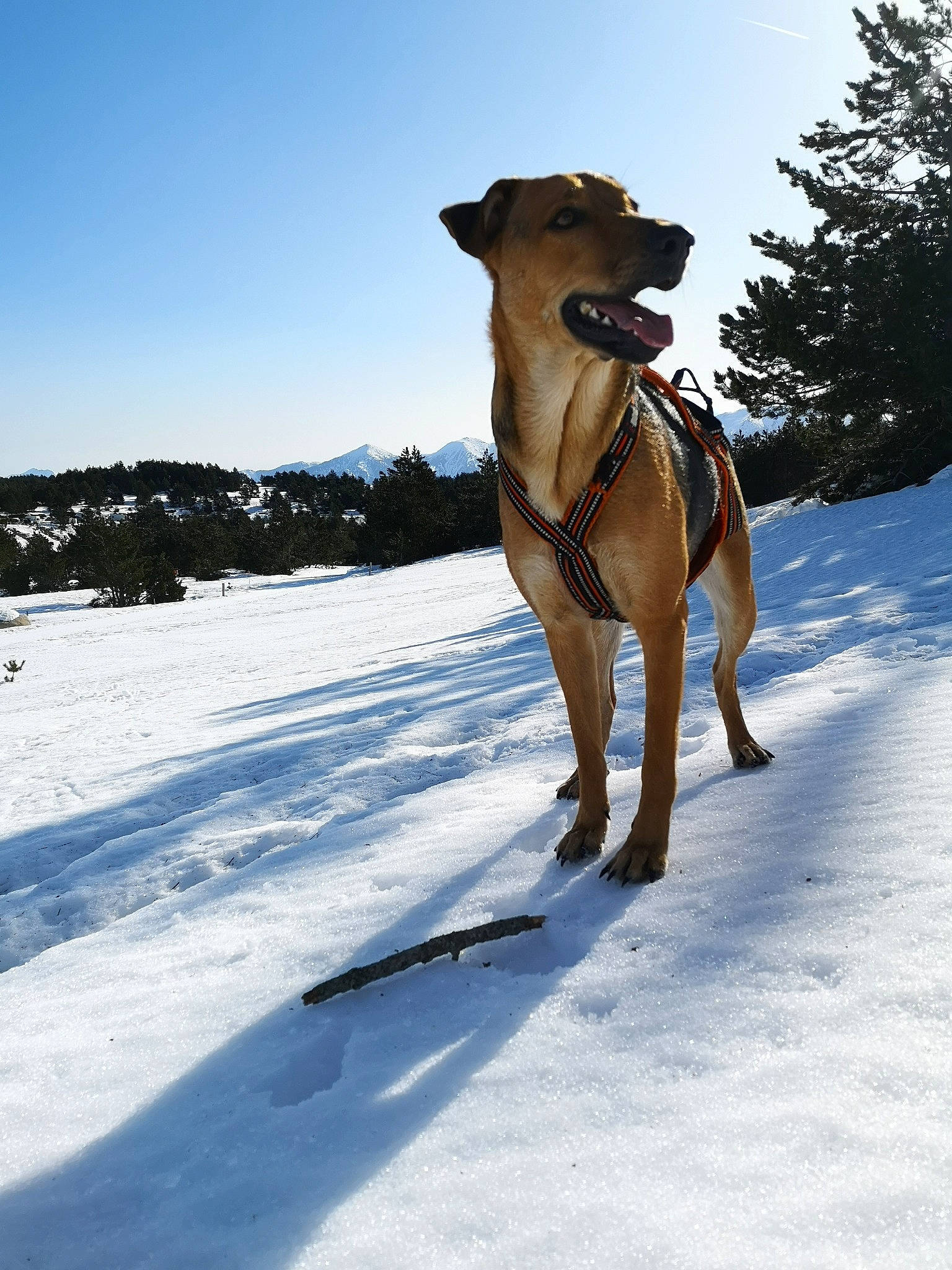 Persée a rejoint le concours — aidez-le/la à gagner de superbes lots ! broholmer, canidae, carnivore, chinook, dog, dog_breed, fawn, mammal, potcake_dog, snout, snow, sporting_group, winter