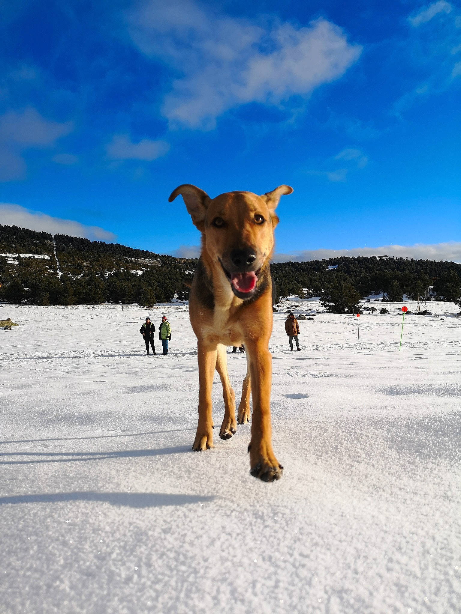 Persée participe au concours pour gagner de l'argent avec cette photo : broholmer, canidae, carnivore, dog, dog_breed, fawn, hunting_dog, ice, labrador_retriever, potcake_dog, retriever, snow, sporting_group, vacation, winter