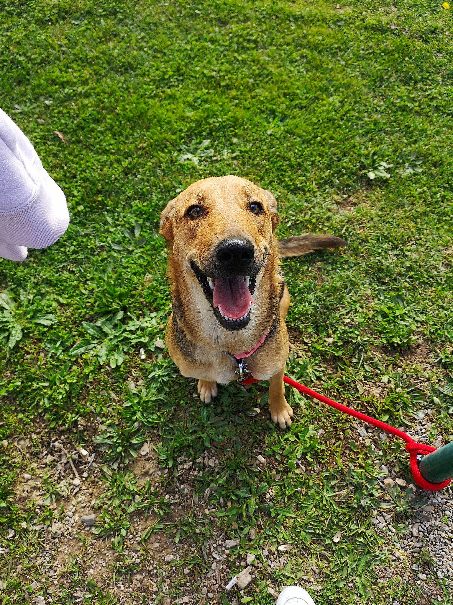 Persée a rejoint le concours — aidez-le/la à gagner de superbes lots ! canidae, carnivore, companion_dog, dog, dog_breed, dog_walking, fawn, grass, labrador_retriever, mammal, plant, retriever, snout, sporting_group, vertebrate