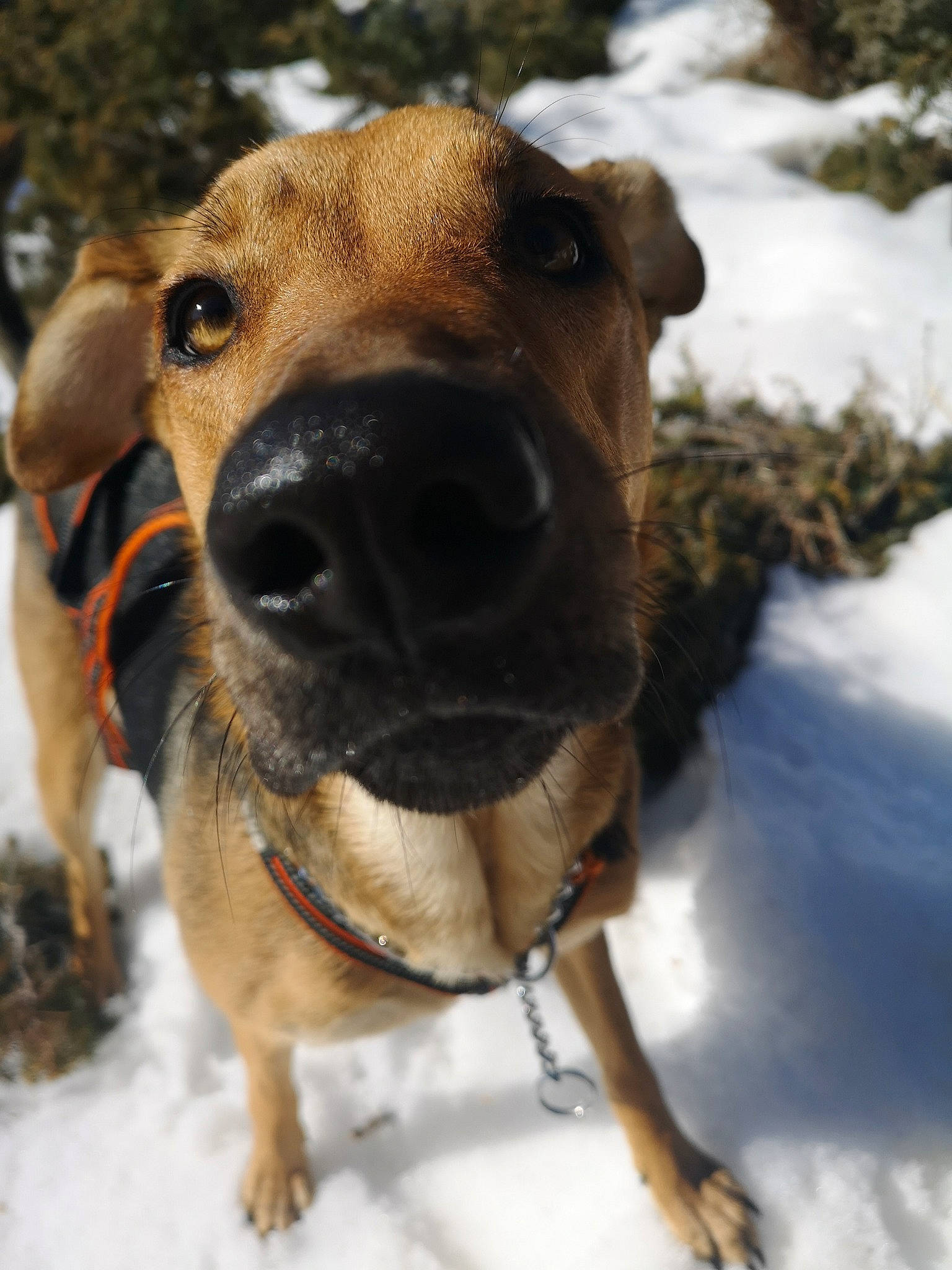 Persée a rejoint le concours — aidez-le/la à gagner de superbes lots ! black_mouth_cur, canidae, carnivore, dog, dog_breed, fawn, hound, mammal, mountain_cur, nose, potcake_dog, snout, snow, sporting_group, winter