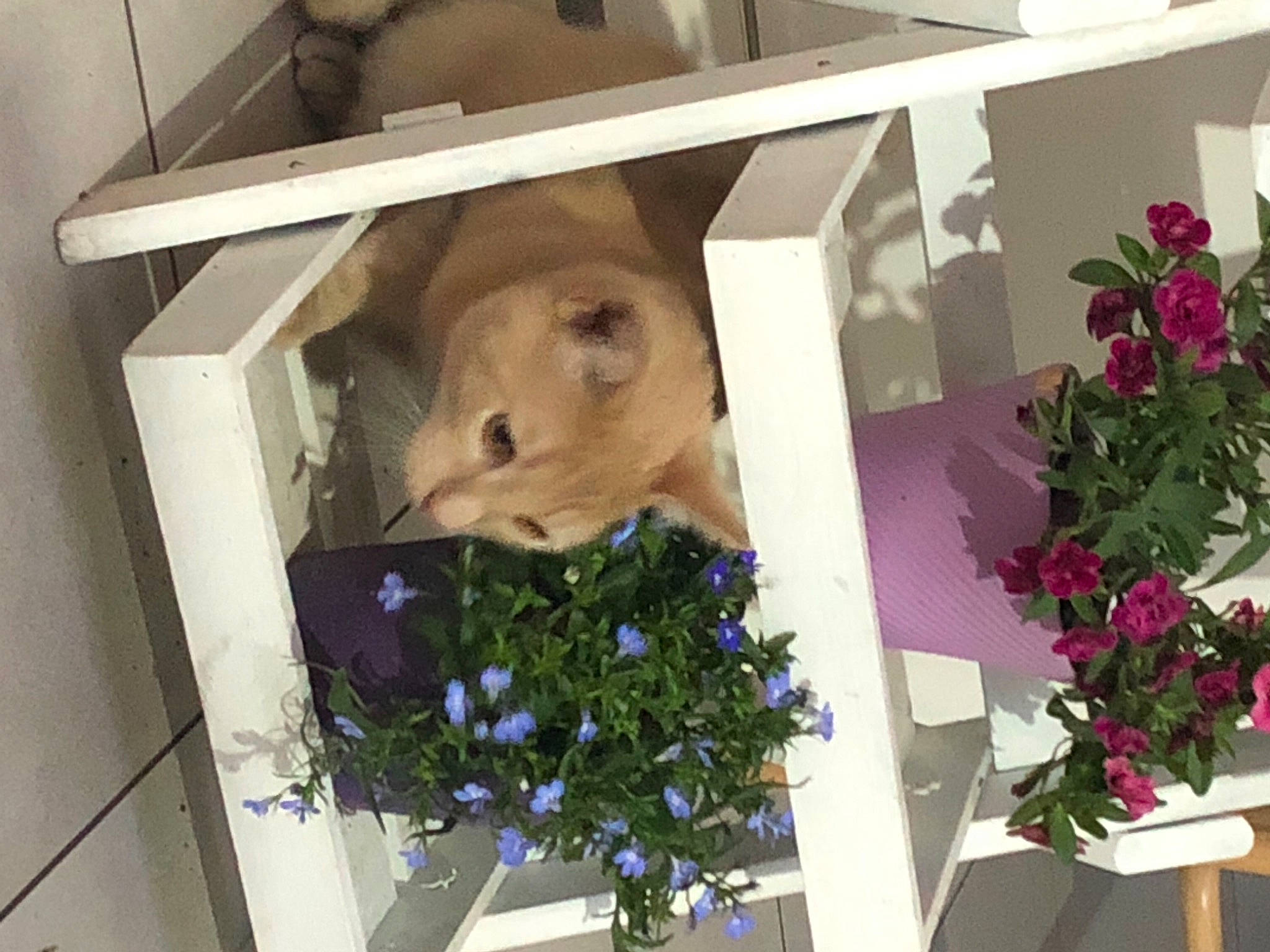 Nougat a rejoint le concours — aidez-le/la à gagner de superbes lots ! annual_plant, building, canidae, carnivore, cut_flowers, facade, fawn, floral_design, floristry, flower, flower_arranging, flowering_plant, herbaceous_plant, house, petal, plant, room, tree, window, wood