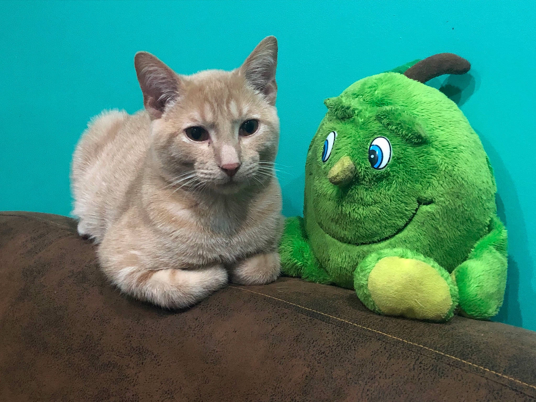 Nougat a rejoint le concours — aidez-le/la à gagner de superbes lots ! animal_figure, art, baby_toys, carnivore, cat, claw, domestic_short_haired_cat, fawn, felidae, fur, paw, photo_caption, plush, small_to_medium_sized_cats, snout, stuffed_toy, tail, teddy_bear, toy, whiskers