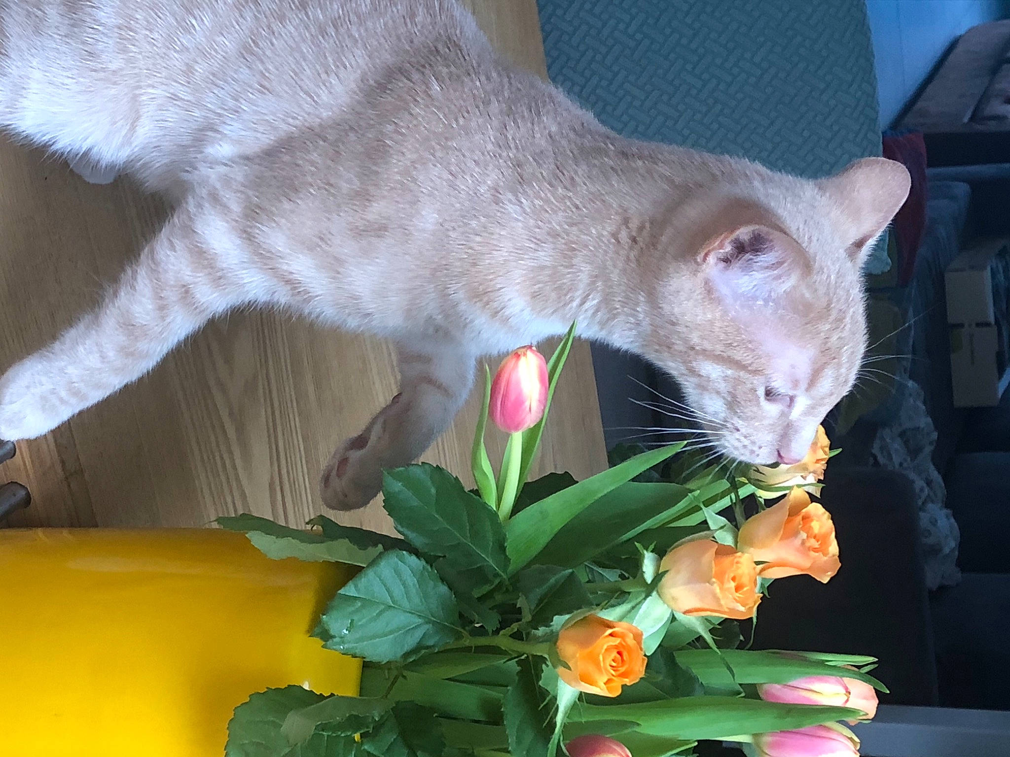 Nougat participe au concours pour gagner de l'argent avec cette photo : artificial_flower, carnivore, cat, cut_flowers, domestic_short_haired_cat, fawn, felidae, floral_design, flower, flower_arranging, flowering_plant, fur, petal, plant, small_to_medium_sized_cats, snout, tail, terrestrial_animal, whiskers, window