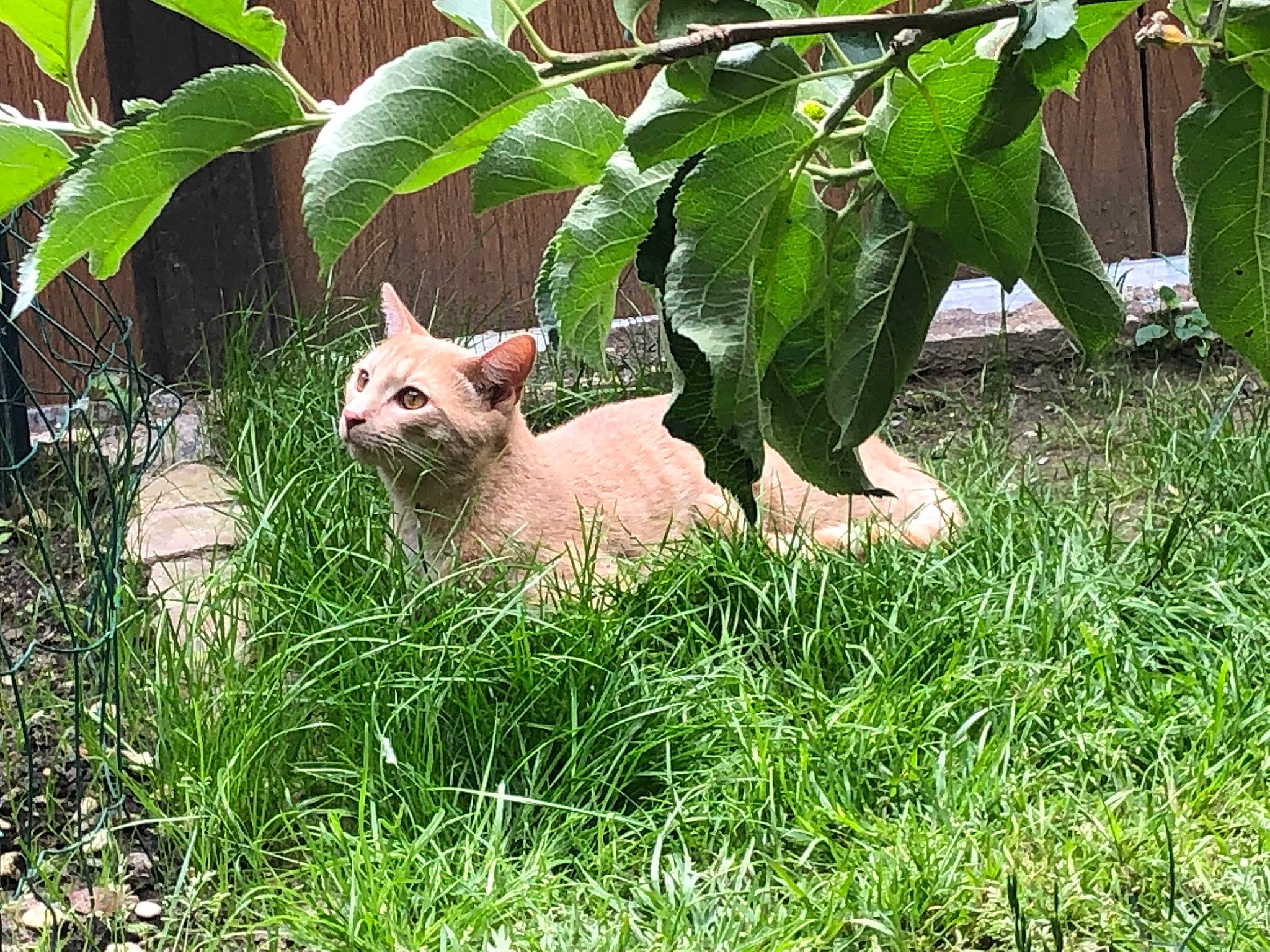 Nougat participe au concours pour gagner de l'argent avec cette photo : canidae, carnivore, dog_breed, fawn, felidae, flowering_plant, grass, groundcover, mammal, plant, plant_stem, snout, tail, terrestrial_animal, terrestrial_plant, trunk, whiskers, wildlife
