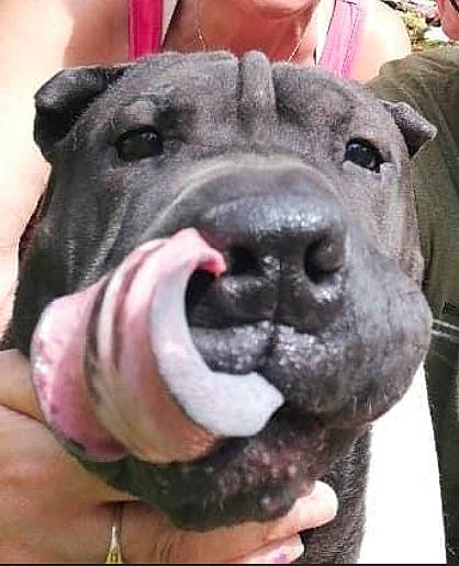 Laïko participe au concours pour gagner de l'argent avec cette photo : canidae, carnivore, collar, companion_dog, dog, dog_breed, eye, fang, fawn, fur, giant_dog_breed, head, jaw, metal, selfie, snout, sporting_group, whiskers, working_animal, working_dog