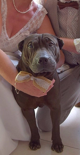 Laïko participe au concours pour gagner de l'argent avec cette photo : canidae, carnivore, collar, comfort, companion_dog, dog, dog_breed, dog_collar, fawn, guard_dog, liver, molosser, non_sporting_group, snout, sporting_group, working_animal, working_dog, wrinkle