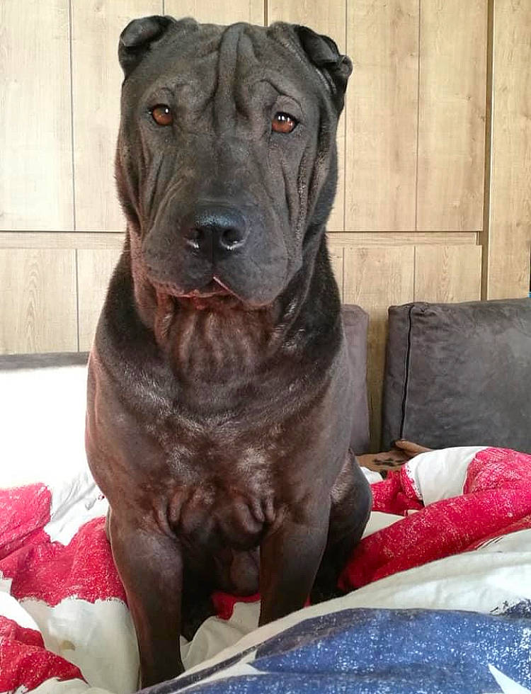 Laïko a rejoint le concours — aidez-le/la à gagner de superbes lots ! borador, carnivore, collar, comfort, companion_dog, dog, dog_breed, dog_collar, fawn, fur, guard_dog, gun_dog, liver, sleeper_chair, snout, sporting_group, terrestrial_animal, whiskers, working_animal, working_dog