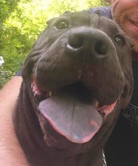 Laïko a rejoint le concours — aidez-le/la à gagner de superbes lots ! canidae, carnivore, companion_dog, dog, dog_breed, fawn, fur, grass, hat, liver, organism, plant, selfie, snout, sporting_group, terrestrial_animal, whiskers, wildlife, working_animal, wrinkle