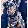 dog, puppy, black_coat, tan_markings, harness, pet, outdoor, portrait, animal, canine, sitting, young, closeup, leash, fur, ears, face, eyes, nose, collar