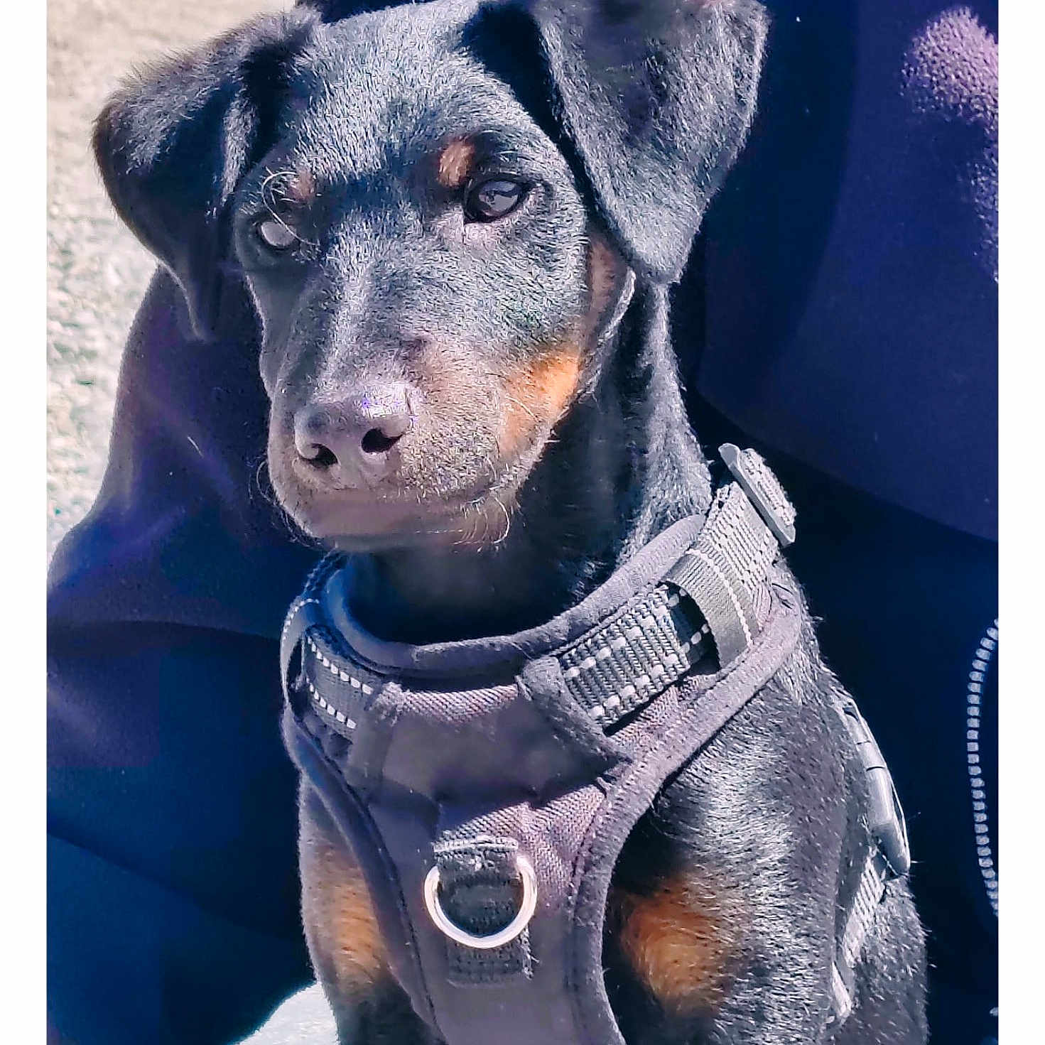 Oscar participe au concours pour gagner de l'argent avec cette photo : dog, puppy, black_coat, tan_markings, harness, pet, outdoor, portrait, animal, canine, sitting, young, closeup, leash, fur, ears, face, eyes, nose, collar