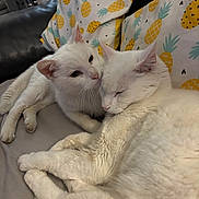 Gribouille a rejoint le concours — aidez-le/la à gagner de superbes lots ! cat, white_cat, pets, snuggling, couch, pillows, pineapple_pattern, indoor, cozy, fur, whiskers, relaxing, companionship, cute, animal, mammal, sleepy, friendship, resting, domestic