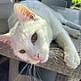 Gribouille a rejoint le concours — aidez-le/la à gagner de superbes lots ! cat, white_cat, pet, animal, relaxing, table, outdoor, daylight, whiskers, fur, ears, nose, eyes, paw, statue, chair, patio, greenery, woven_table, cozy