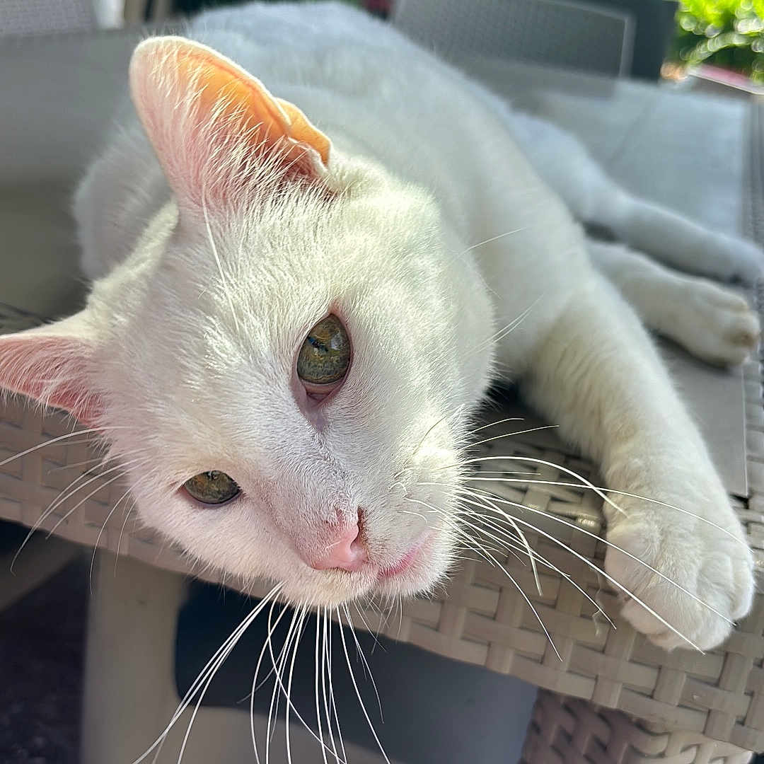 Gribouille a rejoint le concours — aidez-le/la à gagner de superbes lots ! animal, cat, chair, cozy, daylight, ears, eyes, fur, greenery, nose, outdoor, patio, paw, pet, relaxing, statue, table, whiskers, white_cat, woven_table