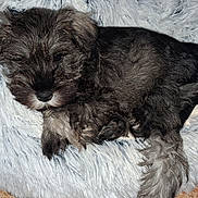 Athena participe au concours pour gagner de l'argent avec cette photo : adorable, animal, blanket, closeup, companion, cozy, cute, dog, fluffy, fur, gray, indoor, mammal, paw, pet, puppy, resting, sleeping, soft, young