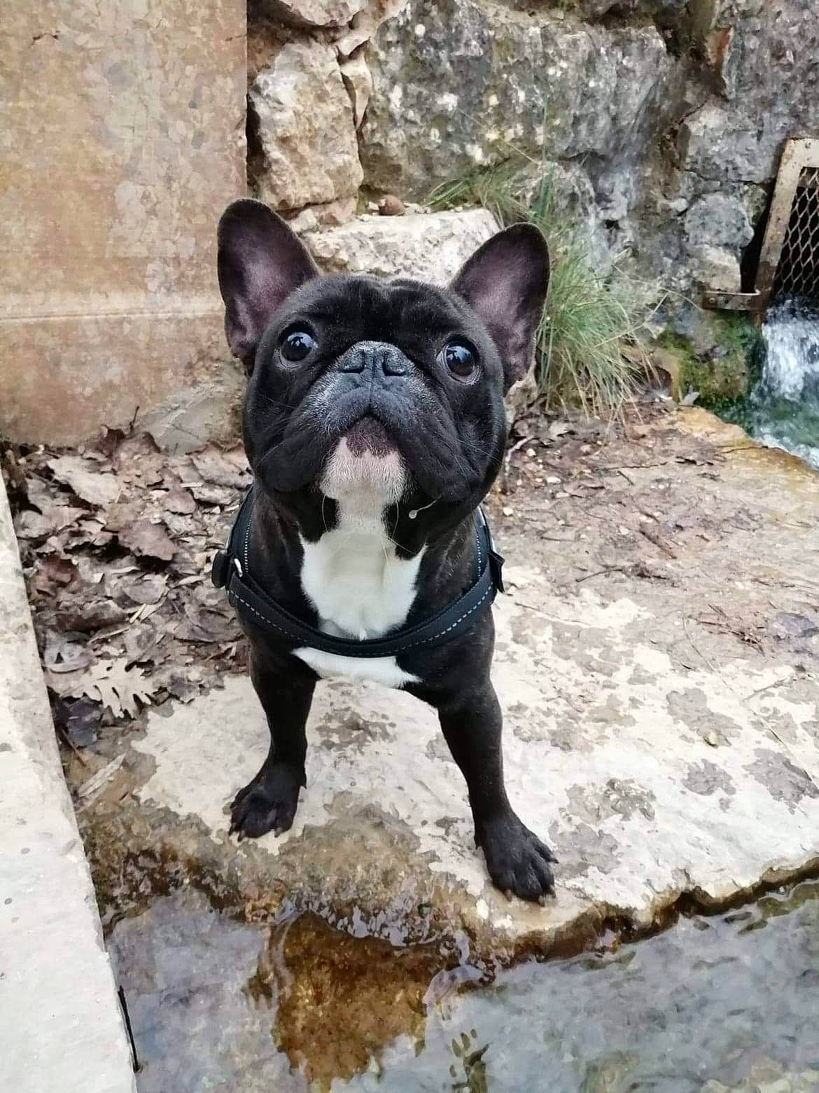 Pongo a rejoint le concours — aidez-le/la à gagner de superbes lots ! boston_terrier, bulldog, canidae, carnivore, companion_dog, dog, dog_breed, fawn, french_bulldog, mammal, non_sporting_group, rare_breed_dog, snout, toy_bulldog, vertebrate