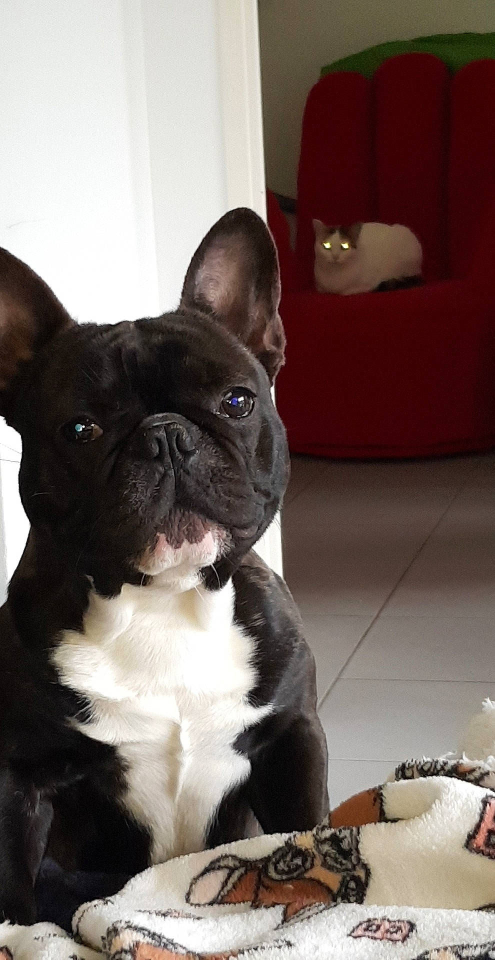 Pongo a rejoint le concours — aidez-le/la à gagner de superbes lots ! bulldog, canidae, carnivore, companion_dog, dog, dog_breed, fawn, french_bulldog, mammal, molosser, non_sporting_group, puppy, rare_breed_dog, snout, toy_bulldog, vertebrate, whiskers