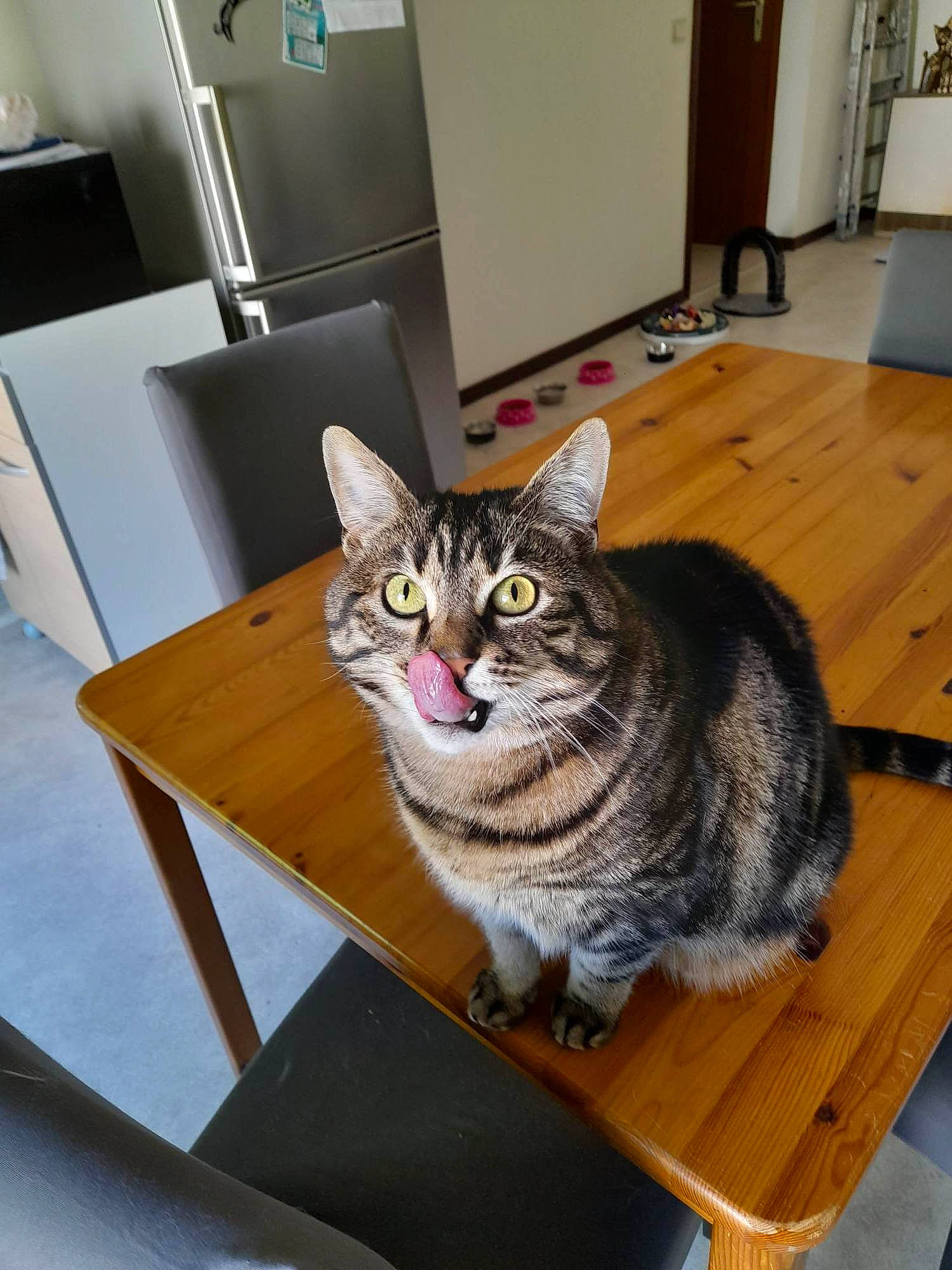 Mia participe au concours pour gagner de l'argent avec cette photo : cabinetry, carnivore, cat, chair, comfort, domestic_short_haired_cat, door, felidae, floor, flooring, fur, grey, hardwood, small_to_medium_sized_cats, snout, table, tail, whiskers, wood, wood_flooring