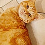 cat, ginger_cat, close_up, floor, tile_floor, pet, feline, whiskers, fur, domestic_animal, looking, lying_down, curious, ears, face, animal, cute, indoor, resting, orange_fur