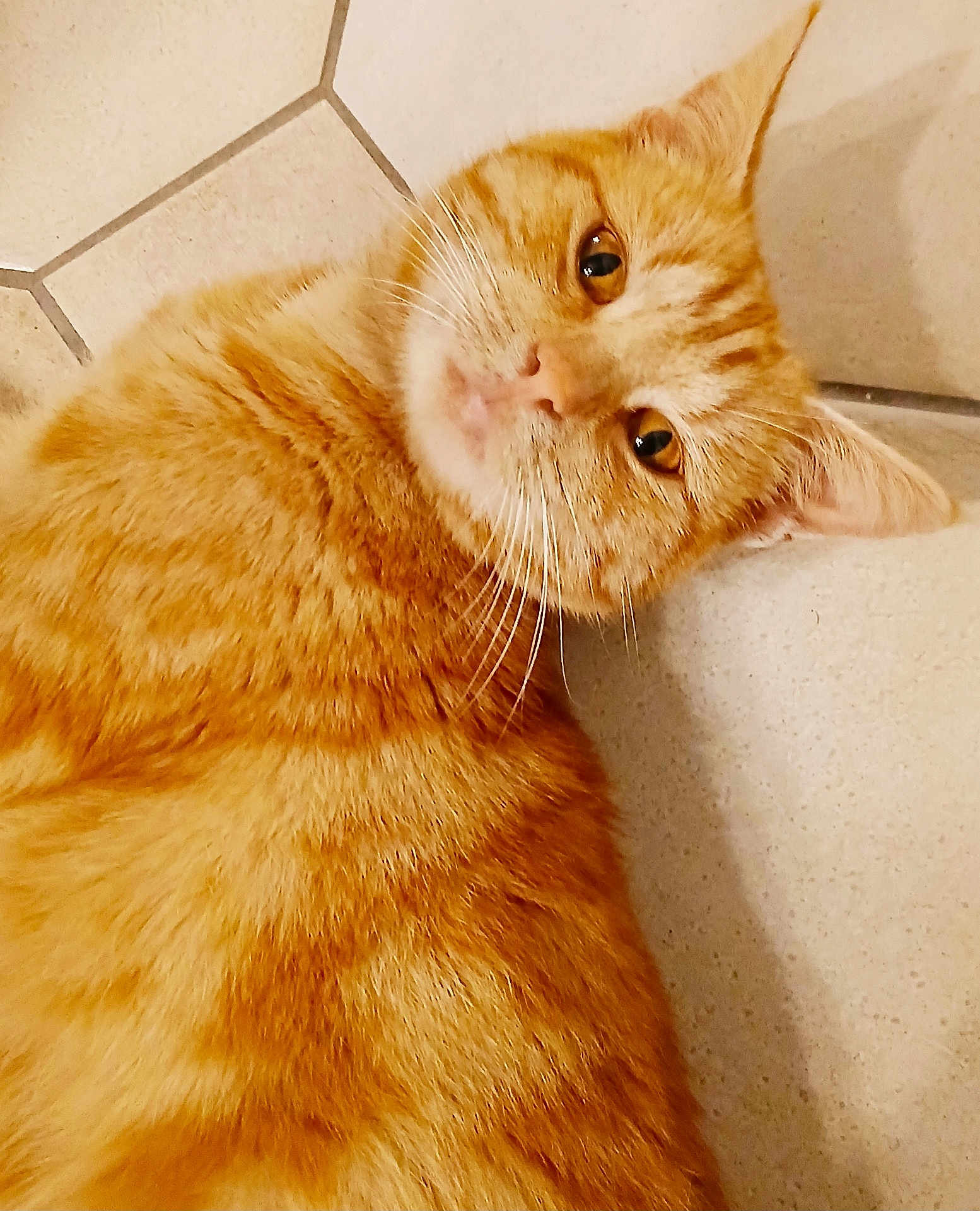 Simba a rejoint le concours — aidez-le/la à gagner de superbes lots ! cat, ginger_cat, close_up, floor, tile_floor, pet, feline, whiskers, fur, domestic_animal, looking, lying_down, curious, ears, face, animal, cute, indoor, resting, orange_fur