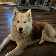 Bubs is registered to the contest to win money with this photo: dog, canine, pet, indoor, wooden_floor, furniture, cabinet, smiling, happy, fluffy, brown_coat, cream_coat, ears, tongue, resting, domestic_animal, animal, companion, room, wooden_wall